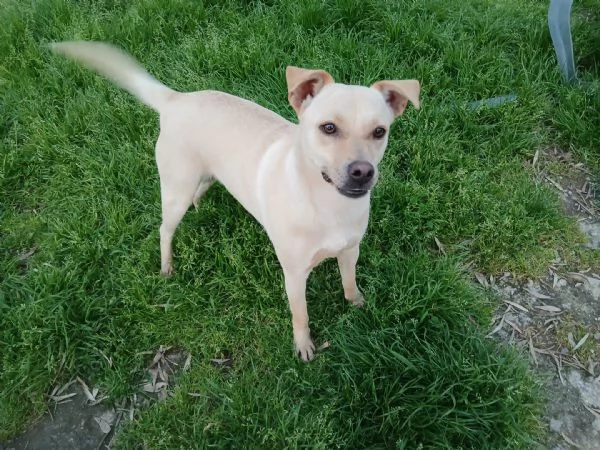 Terry splendida dolce cucciolina cerca casa 