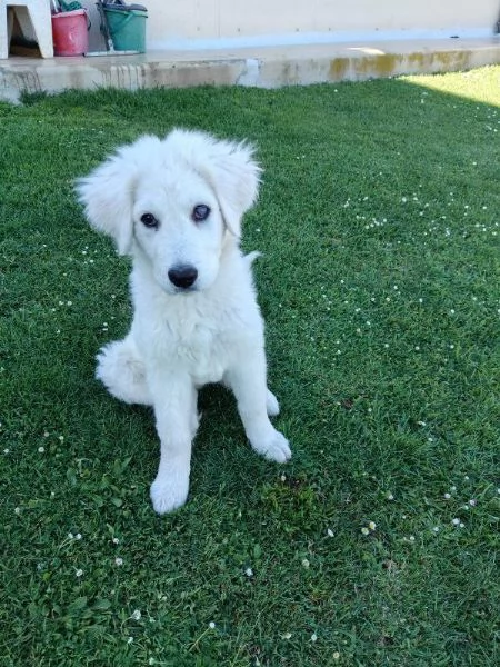 Punch dolce cucciolotto simil maremmano cerca casa  | Foto 4