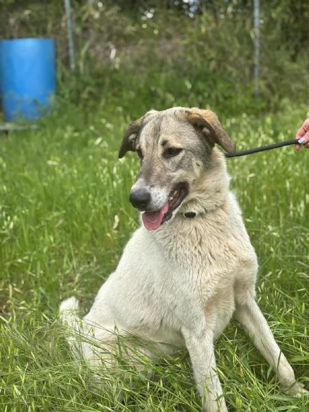 Maya splendida giovanotta cerca casa  | Foto 5