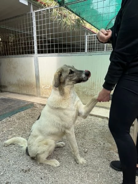 Maya splendida giovanotta cerca casa  | Foto 4