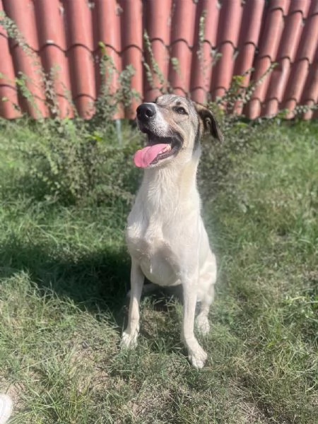 Maya splendida giovanotta cerca casa  | Foto 3