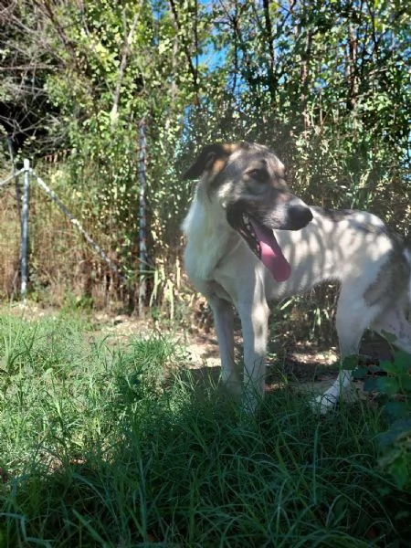 Maya splendida giovanotta cerca casa  | Foto 2
