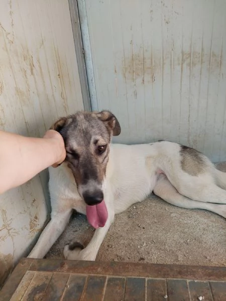 Maya splendida giovanotta cerca casa  | Foto 1