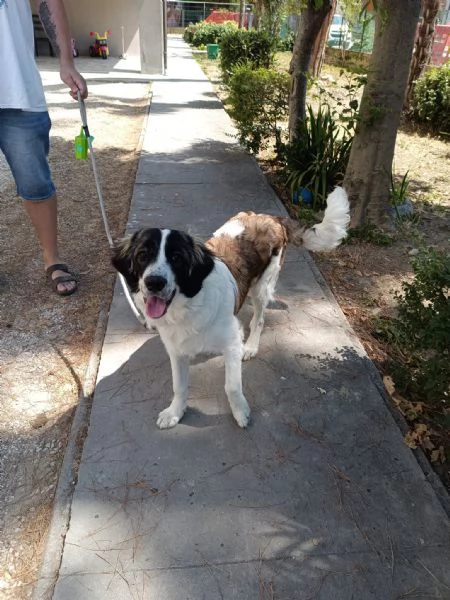 Pepito splendido cucciolotto in emilia romagna cerca adozione | Foto 2