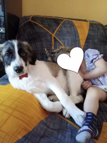 Pepito splendido cucciolotto in emilia romagna cerca adozione | Foto 1