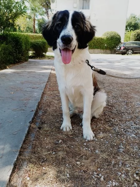 Pepito splendido cucciolotto in emilia romagna cerca adozione
