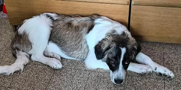 Pepito splendido cucciolotto in emilia romagna cerca adozione | Foto 0