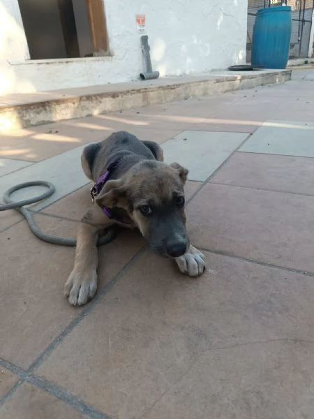 Giada splendida dolce cucciola cerca casa  | Foto 3