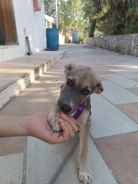 Giada splendida dolce cucciola cerca casa  | Foto 2