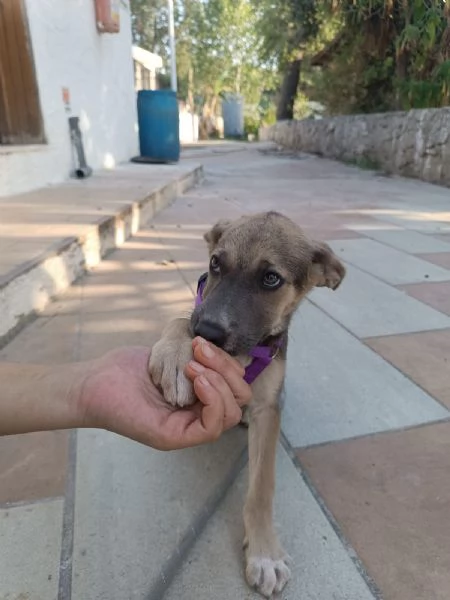 Giada splendida dolce cucciola cerca casa  | Foto 1
