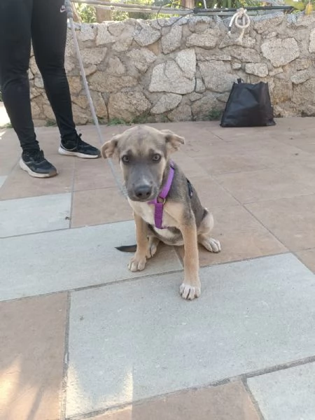 Giada splendida dolce cucciola cerca casa 