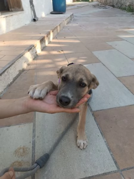 Giada splendida dolce cucciola cerca casa  | Foto 0