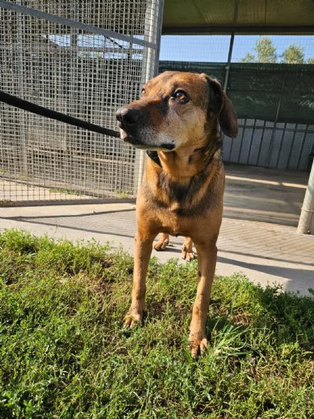 Brown splendido cagnolino cerca casa  | Foto 4