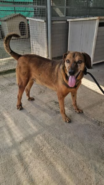Brown splendido cagnolino cerca casa  | Foto 3