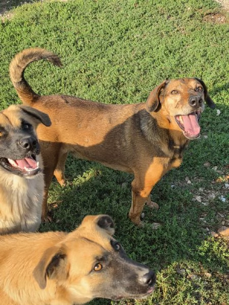 Brown splendido cagnolino cerca casa  | Foto 0