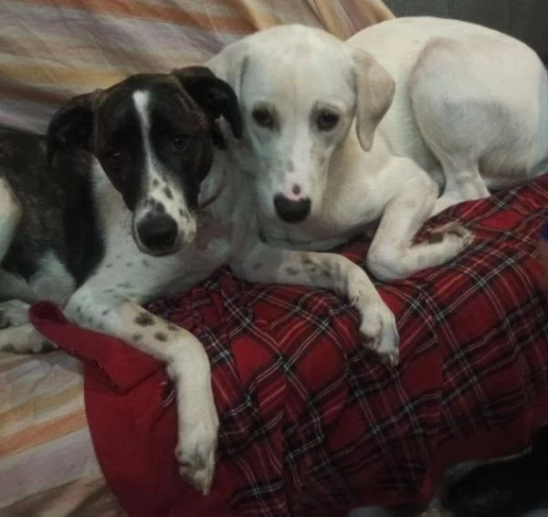 Kinder splendido giovanotto cerca casa  | Foto 3