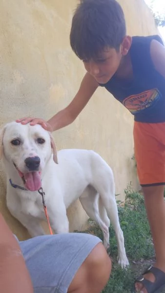 Kinder splendido giovanotto cerca casa  | Foto 1