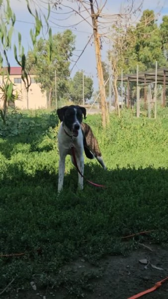 Kira splendida giovanotta cerca casa  | Foto 5