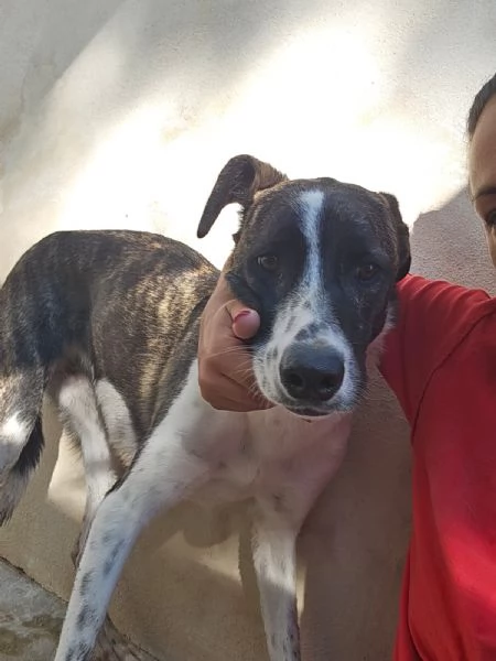 Kira splendida giovanotta cerca casa 