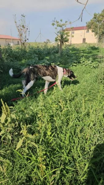 Kira splendida giovanotta cerca casa  | Foto 4