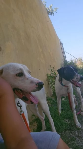 Kira splendida giovanotta cerca casa  | Foto 3