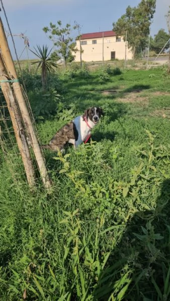 Kira splendida giovanotta cerca casa  | Foto 2