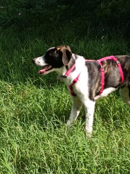 Kira splendida giovanotta cerca casa  | Foto 1