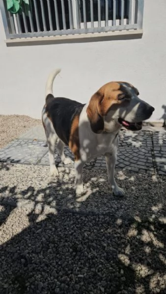 Borgo splendido dolce Beagle cerca famiglia | Foto 6