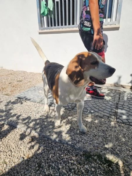 Borgo splendido dolce Beagle cerca famiglia | Foto 5