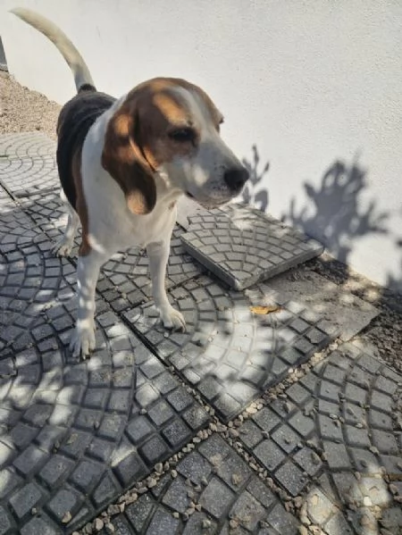 Borgo splendido dolce Beagle cerca famiglia | Foto 4