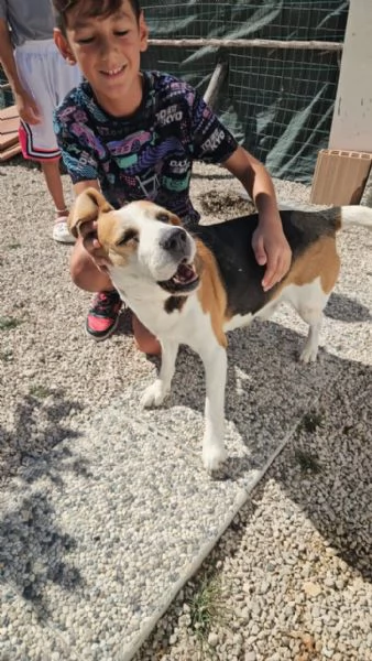 Borgo splendido dolce Beagle cerca famiglia | Foto 3