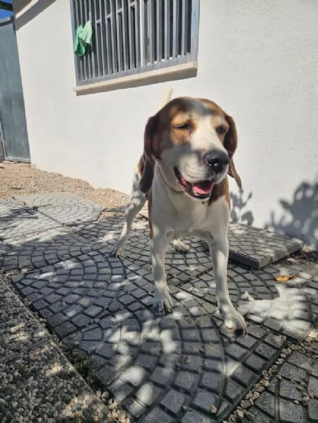 Borgo splendido dolce Beagle cerca famiglia