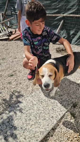 Borgo splendido dolce Beagle cerca famiglia | Foto 2
