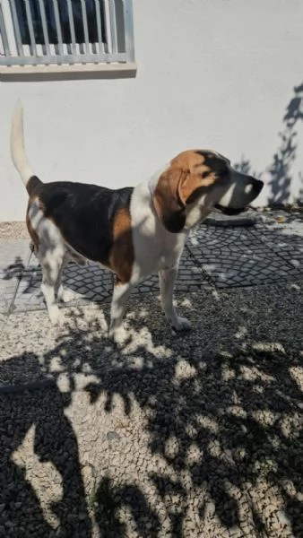 Borgo splendido dolce Beagle cerca famiglia | Foto 1
