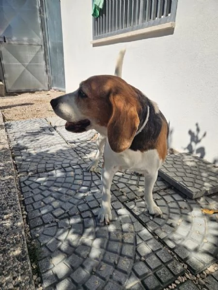 Borgo splendido dolce Beagle cerca famiglia | Foto 0