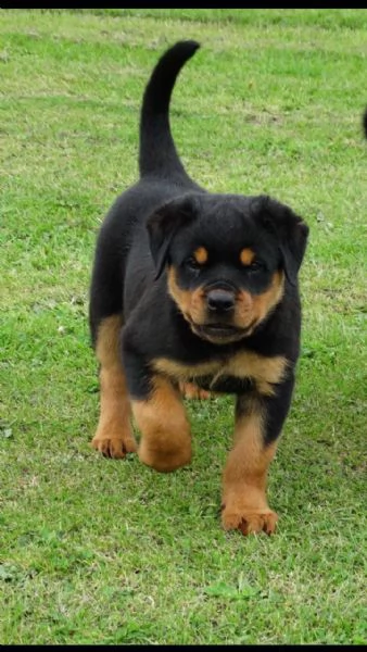 disponibili cuccioli rottweiler  | Foto 0