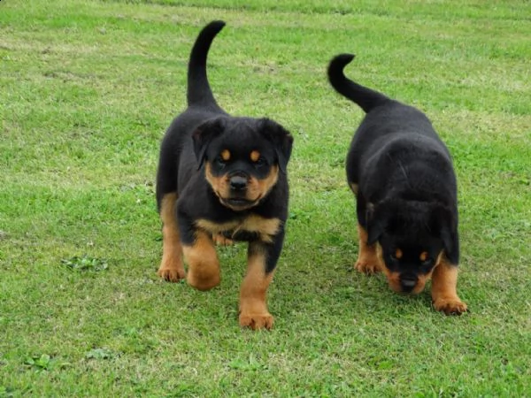 cuccioli di rottweiler maschio e femmina | Foto 0