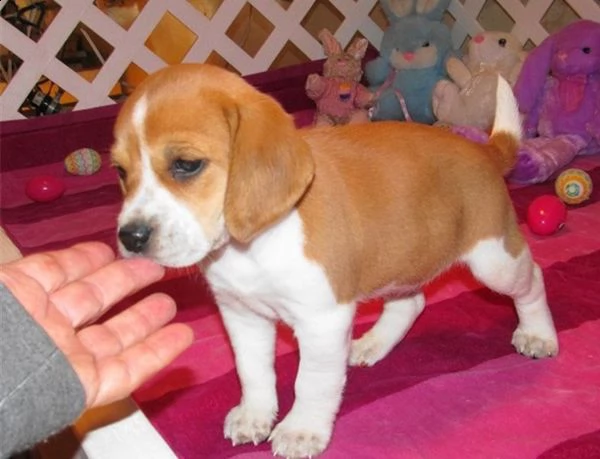 cuccioli di beagle pronti | Foto 0