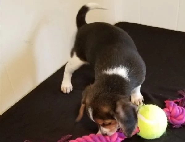 cuccioli di beagle pronti
