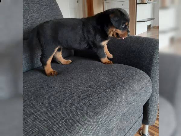 bellissimi cuccioli di rottweiler disponibili per una nuova casa! | Foto 2