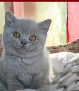 cuccioli british shorthair 