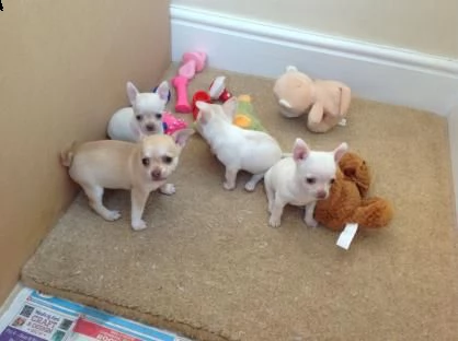splendido cuccioli di chihuahua toy