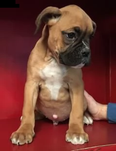 favolosi  cuccioli boxer