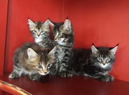 stupende gattino di maine coon