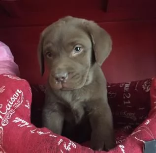 cuccioli labrador retriever con pedigree
