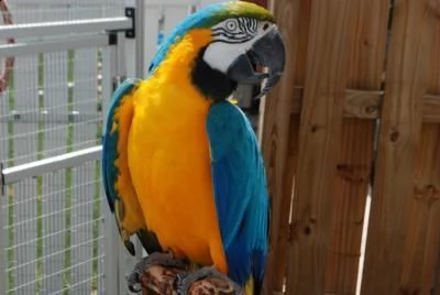 due pappagalli ara ararauna