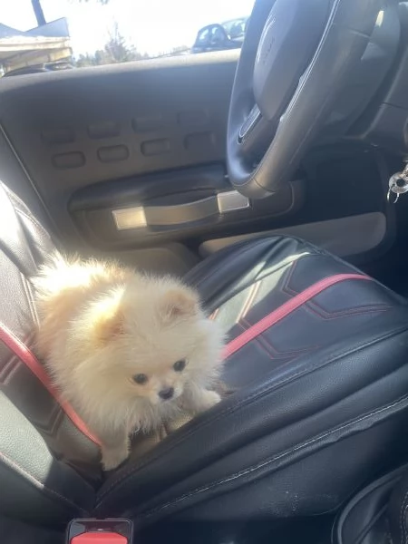 Volpino Spitz Pomerania 