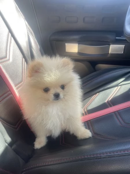 Volpino Spitz Pomerania  | Foto 3