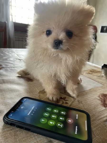 Volpino Spitz Pomerania  | Foto 1