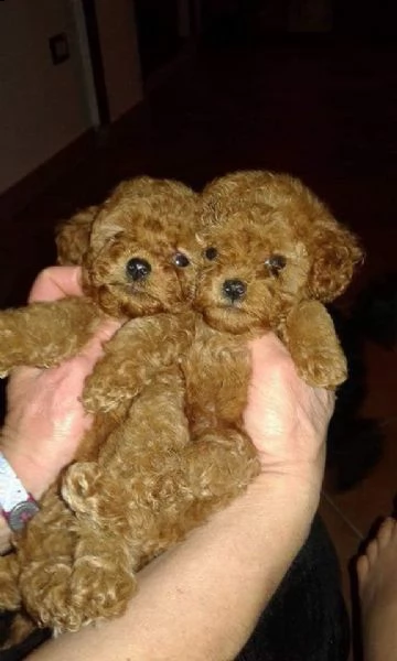 splendidi cuccioli di barboncino mini toy  | Foto 2